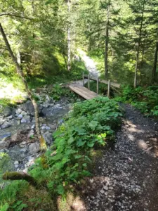 Abstieg von der Griesalp durch den Wald